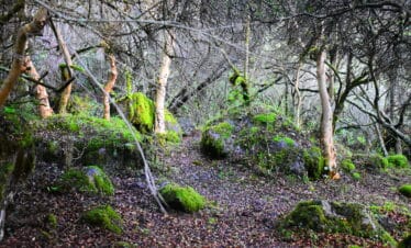 Inka Trail forest