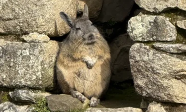 Chinchilla rodent