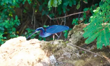 Fisherbird manu