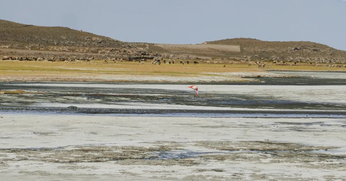 Flamenco in Uyuni