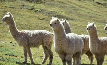 Pack of Alpacas in Ausangate