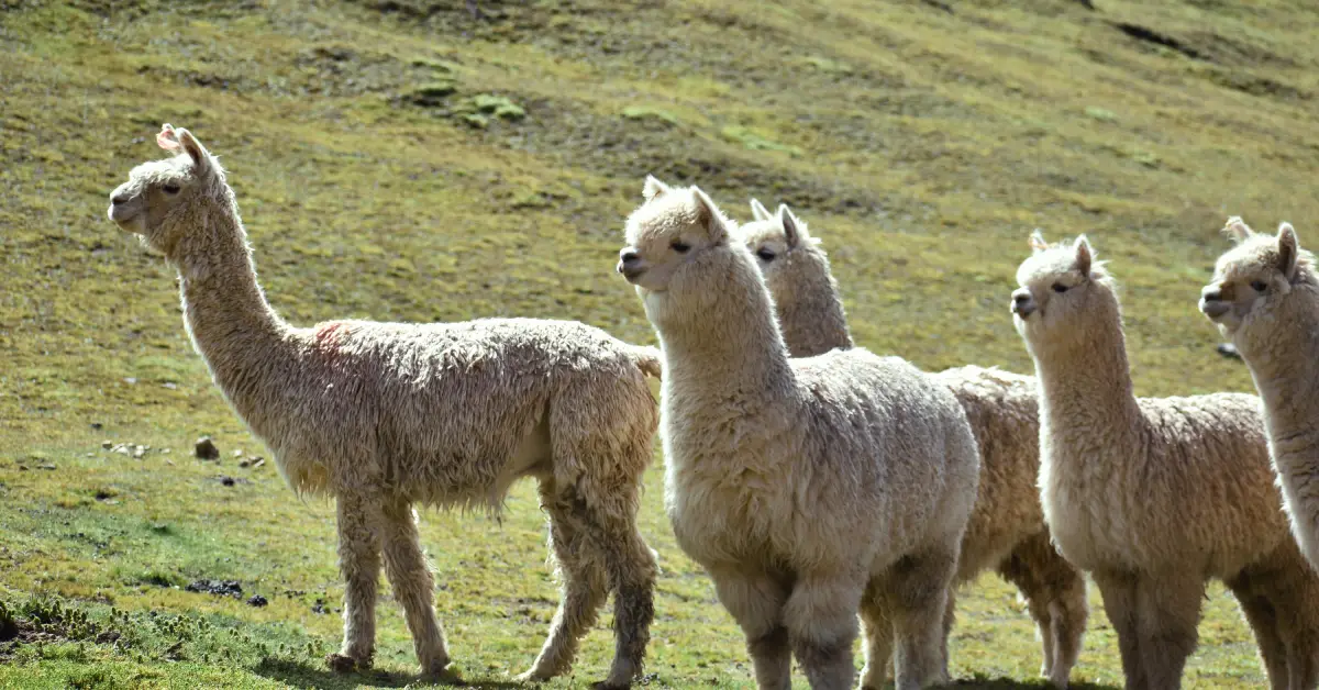 Pack of Alpacas in Ausangate