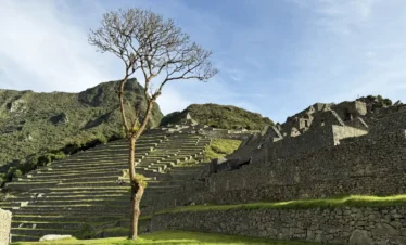 Iconic Tree Mapi