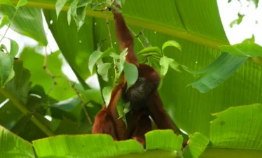 brown monkey manu on banana tree