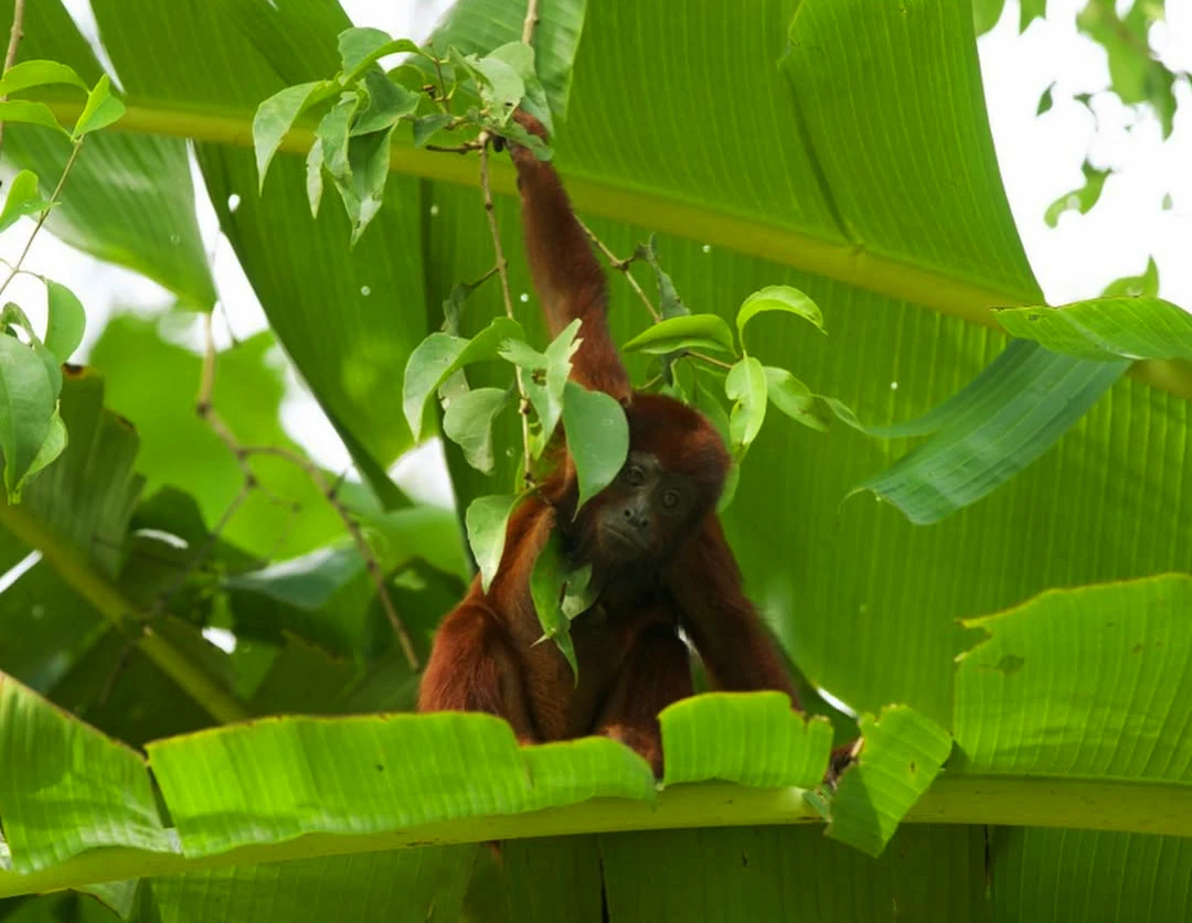 brown monkey manu on banana tree