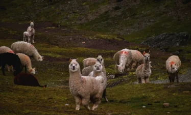 Alpacas in Ausangate