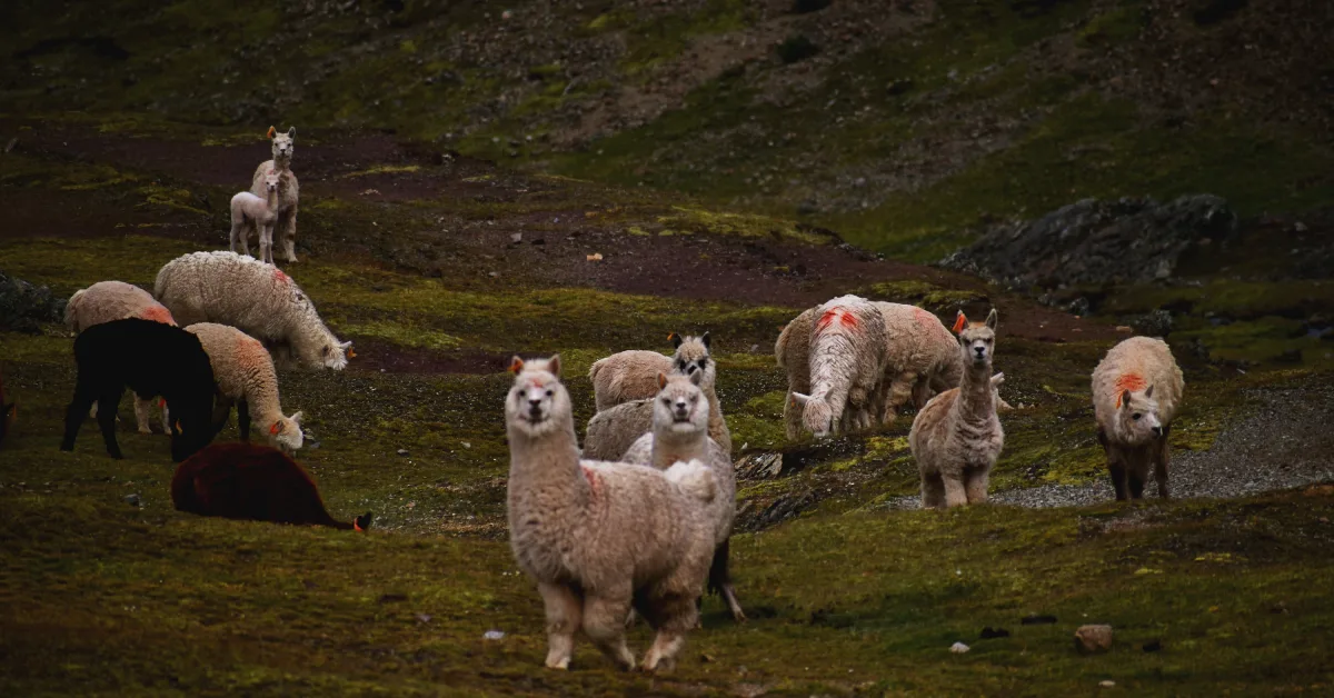 Alpacas in Ausangate