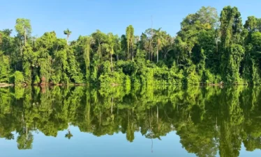 Jungle reflexion